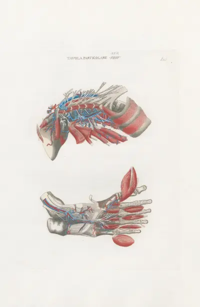 Anatomia Universale Pl.63, Antonio Serantoni