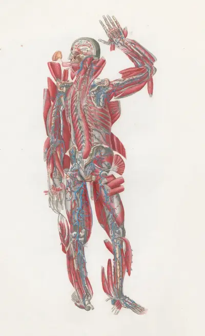 Anatomia Universale Pl.64, Antonio Serantoni
