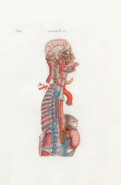 Anatomia Universale Pl.65, Antonio Serantoni