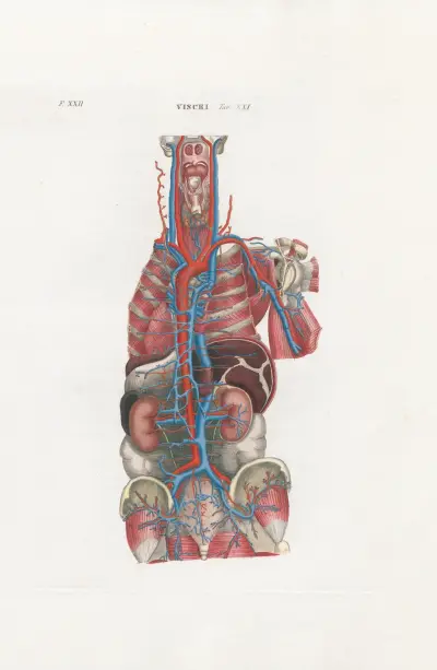Anatomia Universale Pl.66, Antonio Serantoni