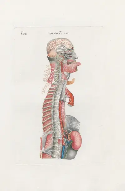 Anatomia Universale Pl.68, Antonio Serantoni