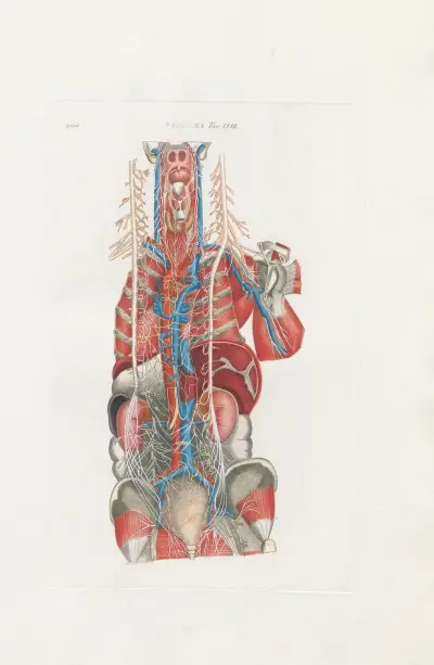 Anatomia Universale Pl.69, Antonio Serantoni
