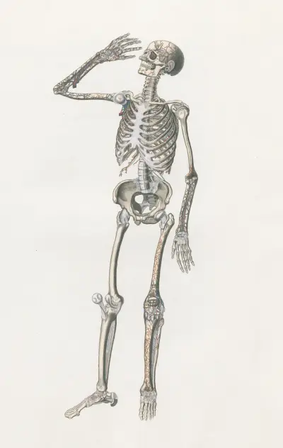 Anatomia Universale Pl.70, Antonio Serantoni