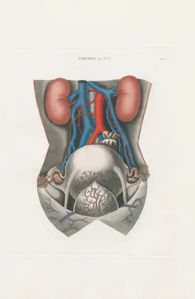Anatomia Universale Pl.71, Antonio Serantoni