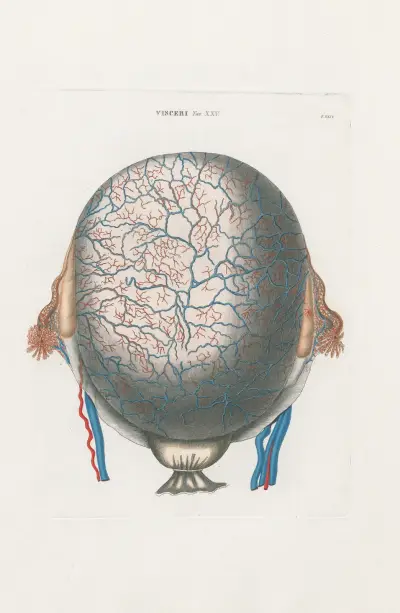 Anatomia Universale Pl.72, Antonio Serantoni