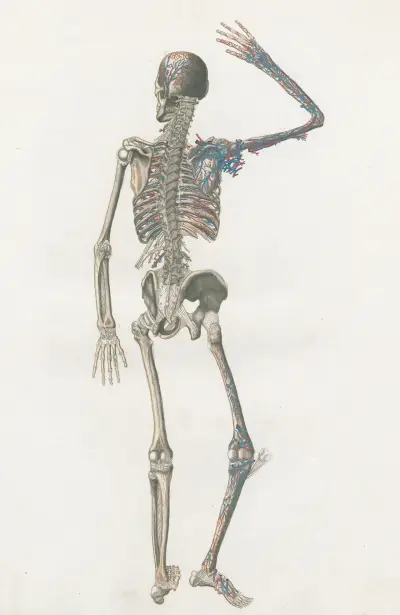 Anatomia Universale Pl.73, Antonio Serantoni