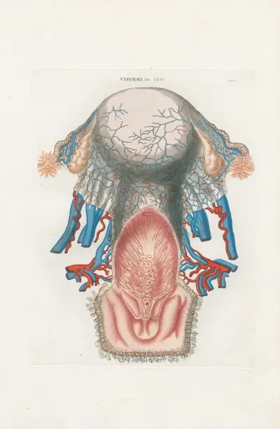 Anatomia Universale Pl.74, Antonio Serantoni
