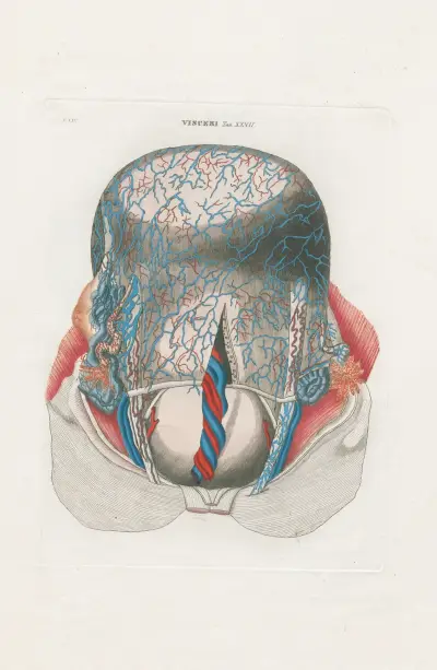 Anatomia Universale Pl.75, Antonio Serantoni
