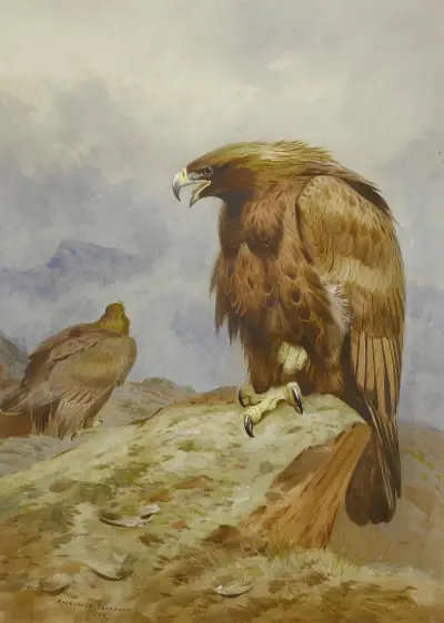 Ein Paar Steinadler von Archibald Thorburn