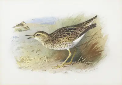 Bartrams Regenpfeifer von Archibald Thorburn