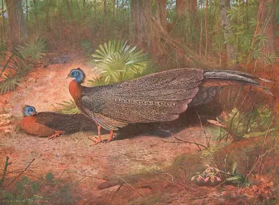 Borneo-Argusfasan von Archibald Thorburn