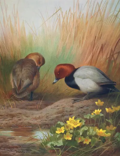 Tafelente von Archibald Thorburn