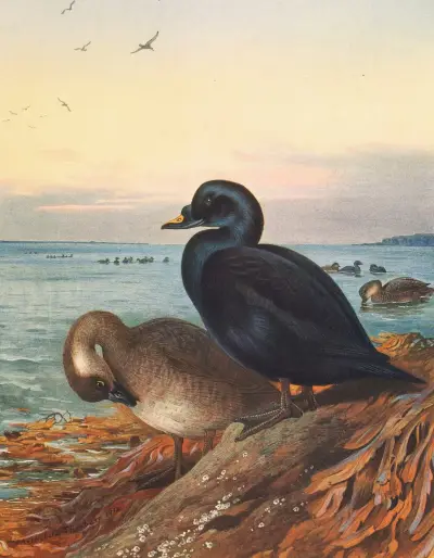 Trauerente von Archibald Thorburn