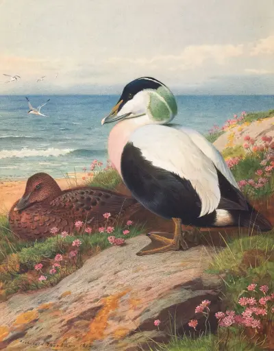 Eiderente von Archibald Thorburn