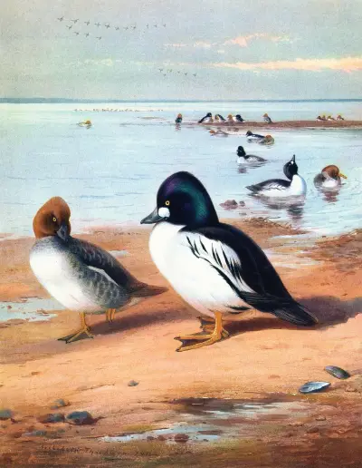 Golden-Eye von Archibald Thorburn