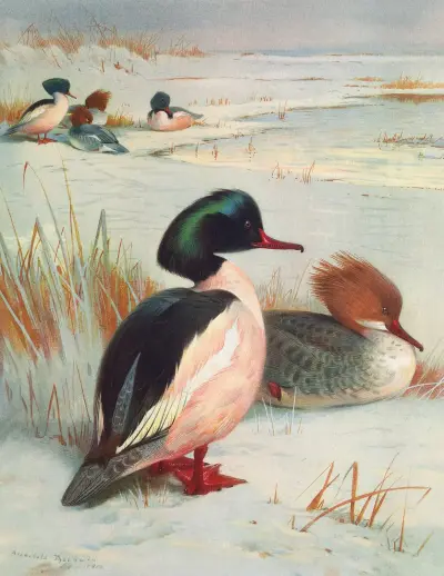 Gänsesäger von Archibald Thorburn