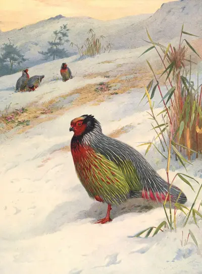 Kusers Blutfasan von Archibald Thorburn