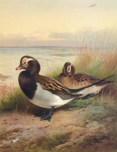 Eisente (Sommer), 1913 – Nr. 2 von Archibald Thorburn