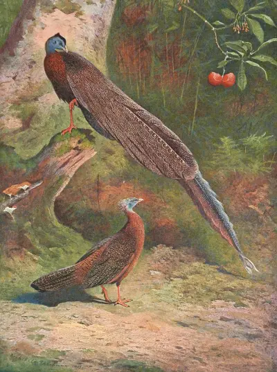 Malaiischer Argusfasan von Archibald Thorburn