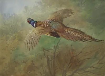 Fasan im Flug von Archibald Thorburn