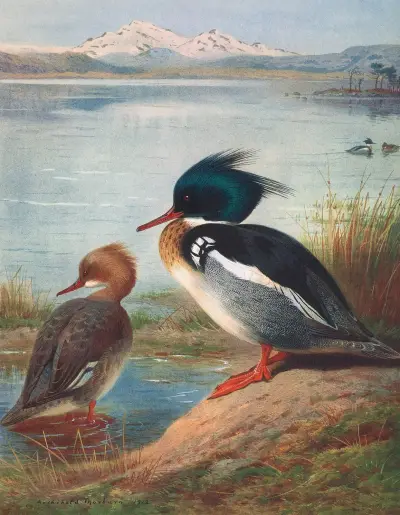 Mittelsäger von Archibald Thorburn