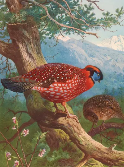 Temmincks Tragopan von Archibald Thorburn