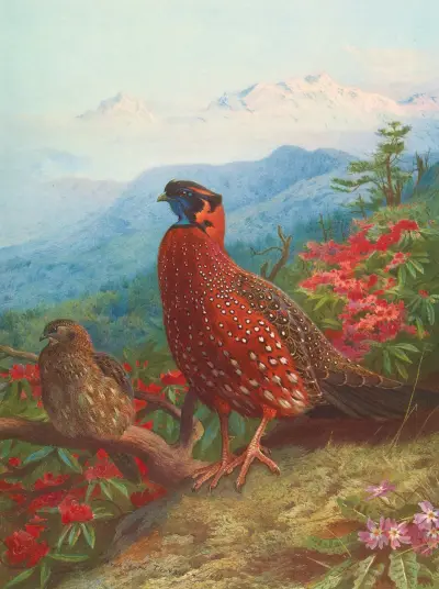 Der Satyrtragopan von Archibald Thorburn