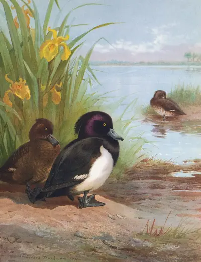 Bergente von Archibald Thorburn