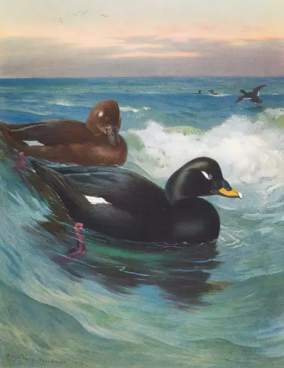 Velvet-Scoter von Archibald Thorburn