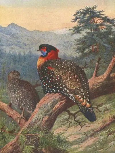 Westlicher Tragopan von Archibald Thorburn