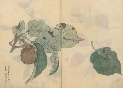 Sketchbook Pl.050 av Ariyoshi Kondo