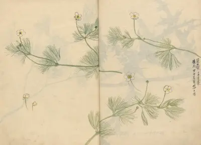 Skicář, list 79, Ariyoshi Kondo