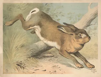 Hare (variant) av Oluf August Hermansen