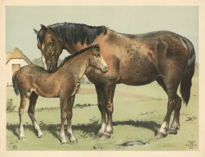 Hest av Oluf August Hermansen
