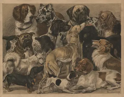 Hunderacer av Oluf August Hermansen
