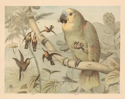 Papegøje, kolibri av Oluf August Hermansen