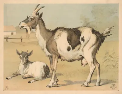 Tamged, 1892 – nr 2 av Oluf August Hermansen