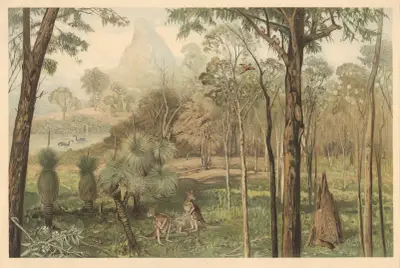 Eucalyptus forest in South Australia av August Specht