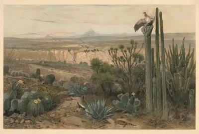 From the highlands of Mexico av August Specht