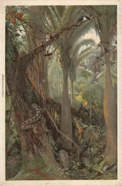 In an eastern Brazilian rainforest av August Specht