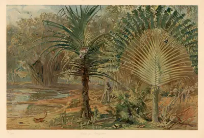 Primeval forest in Madagascar av August Specht