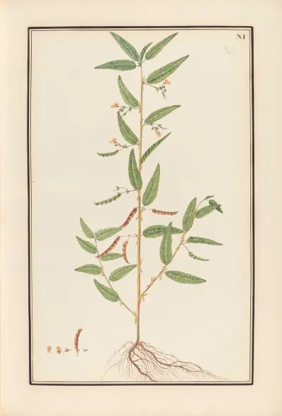 Stirpium imagines LXXV Pl.01 av Baldassare Cattrani