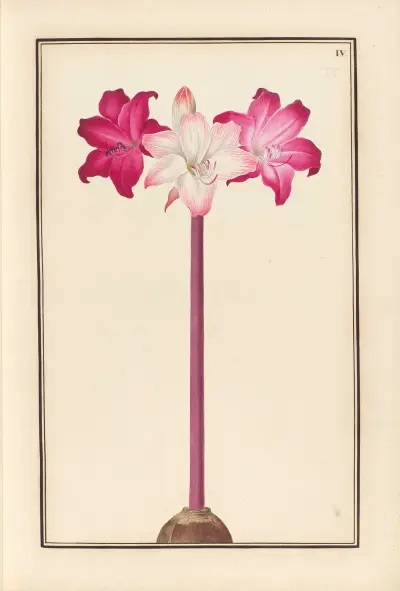 Stirpium imagines LXXV Pl.04 av Baldassare Cattrani