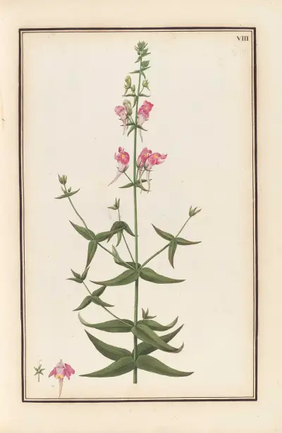 Stirpium imagines LXXV Pl.08 av Baldassare Cattrani