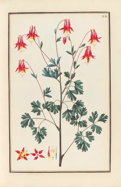 Stirpium imagines LXXV Pl.09 av Baldassare Cattrani
