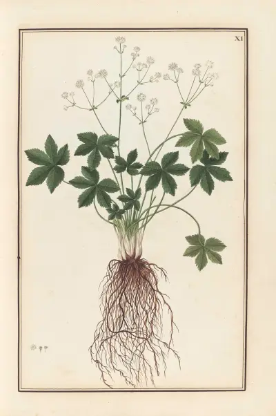 Stirpium imagines LXXV Pl.11 av Baldassare Cattrani