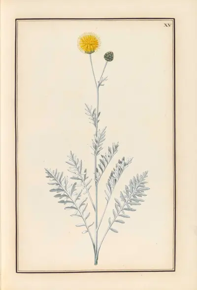 Stirpium imagines LXXV Pl.15 av Baldassare Cattrani