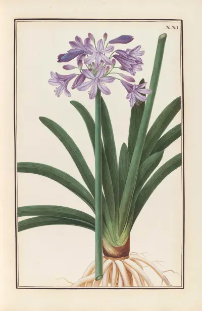 Stirpium imagines LXXV Pl.21 av Baldassare Cattrani