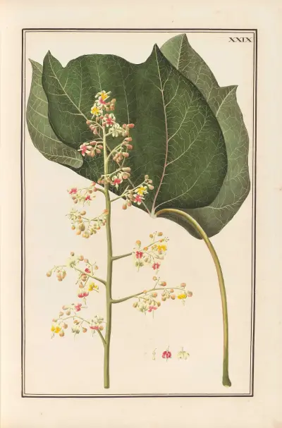 Stirpium imagines LXXV Pl.29 av Baldassare Cattrani