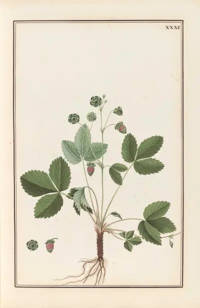 Stirpium imagines LXXV Pl.31 av Baldassare Cattrani